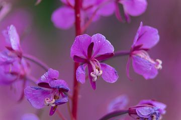 Close up van een paars bloemetje van Dianne Pullen