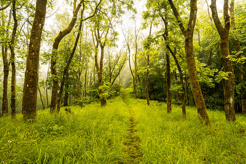 Grüner Wanderweg im Frühlingsregen