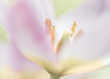 Close up van bloeiende tulp in pasteltinten van Mario Brussé Fotografie