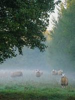 schaap 2