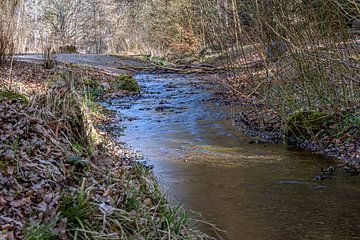 Frühlingserwachen am Bachufer von Photoart-Naegele