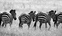 Follow the leader