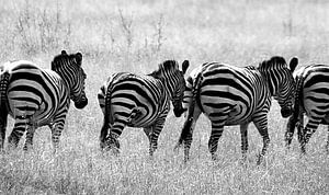 Follow the leader