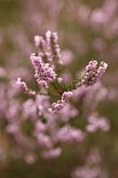 The beauty of the Purple Heath