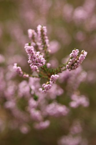 De schoonheid van de Paarse Heide