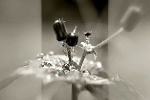 Après la pluie by Martine Affre Eisenlohr