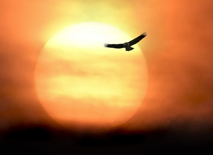 The bird of prey by Maickel Dedeken