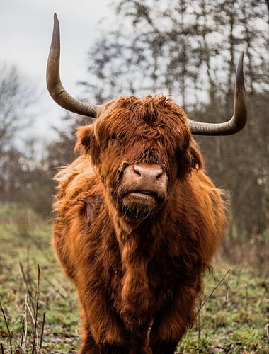 Highlander écossais