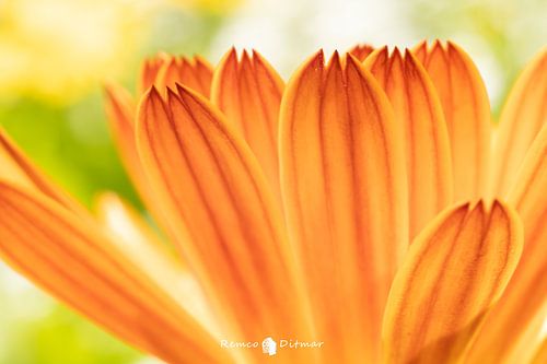 Kleurenspel in de Zomerzon: Ontdek de Magie van de Gele Bloem met Oranje Accenten