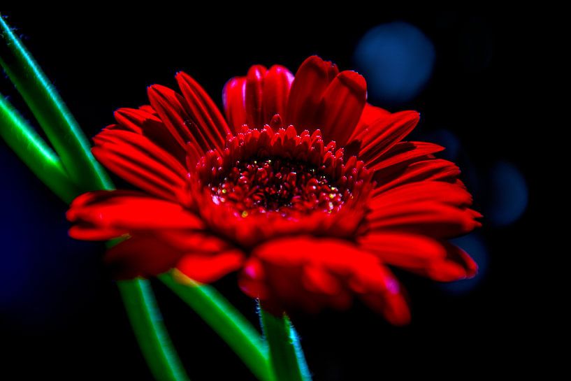 gerbera rouge par Hanneke Luit
