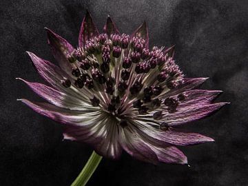 Blume in "dampfendem Licht" von Marjolijn van den Berg