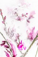 Bloemen in ijs gevangen