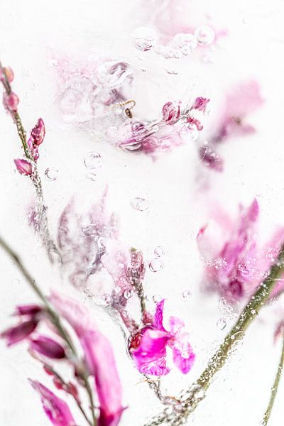 Blumen im Eis gefangen von Nicole Schmidt