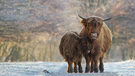 Scottish Highlander in a frozen landscape by Art Wittingen