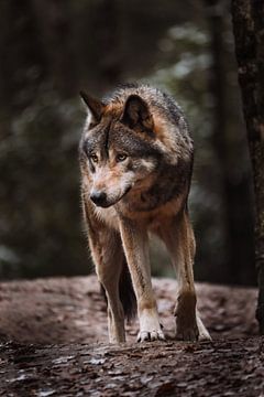 The European Wolf by Design Wall Arts