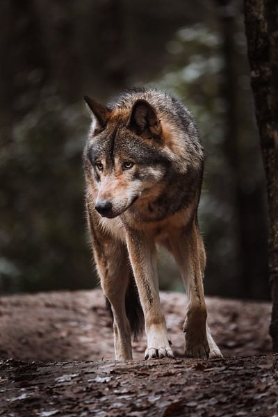 The European Wolf by Design Wall Arts