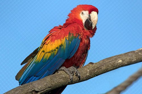Red with blue and yellow macaw.