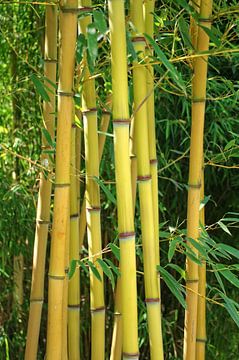 Bambus sur Gabi Siebenhühner