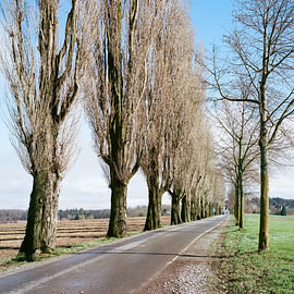 Die Pappelallee bei Karlsruhe-Hohenwettersbach von Rolleiflex Fine Art