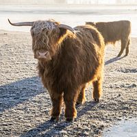 Schotse Hooglanders