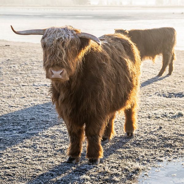 Schotse Hooglanders van Gerti Villevoye