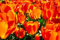 Orange Life