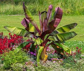Bananenpflanze im Garten von ManfredFotos