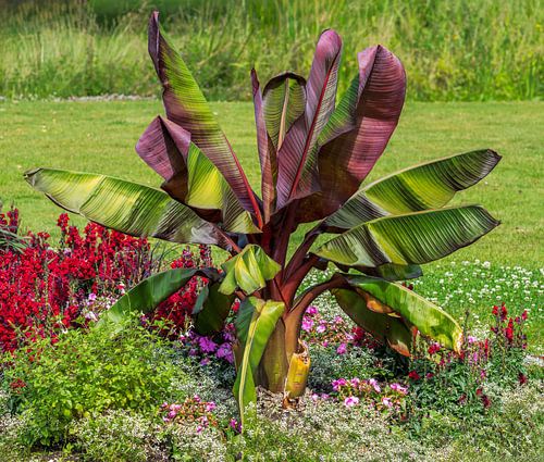 Plante de bananier dans le jardin