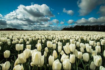 Witte Tulpen van Gert Hilbink