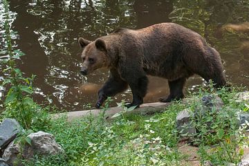 Ours brun : Ouwehands Dierenpark sur Loek Lobel