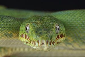 Boa vert à tête de chien (Corallus caninus)