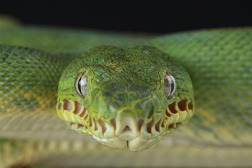 Emerald Tree Boa (Corallus caninus)