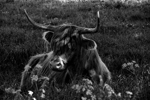Highlander écossais dans le Broekpolder (noir et blanc)