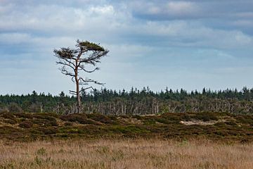 Een eenzame boom in Denemarken van Katrin May