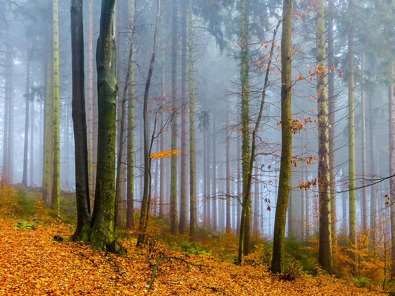Bomen in de herfst van brava64 - Gabi Hampe