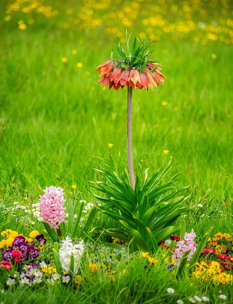 Bloembed met een keizerskroon van ManfredFotos