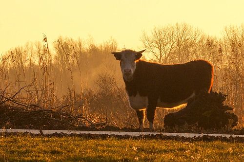 Cow in the morning dew