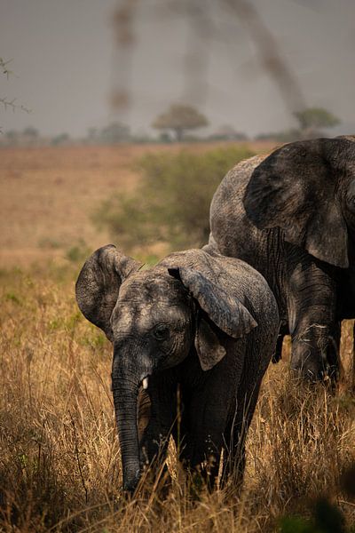 The poetry of power - Elephants in their element by Rick Massar