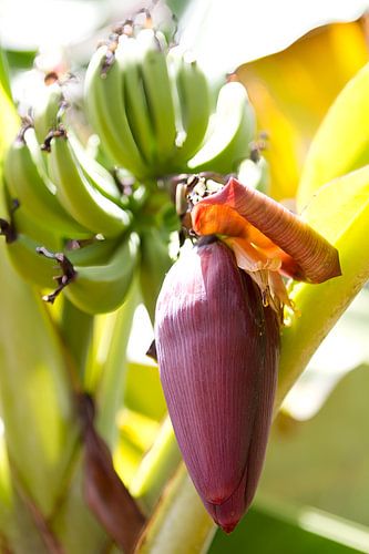 Bananenplant met bloem op punt van uitkomen.