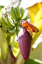 Bananenpflanze mit Blüte am Entstehungsort. von rene marcel originals Miniaturansicht