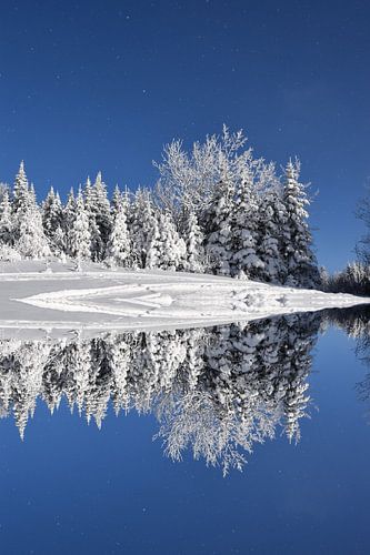 Eerste sneeuw op een naaldhoutbos