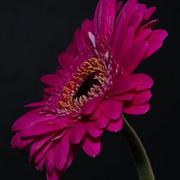 Close-up van een roze bloem (gerbera).