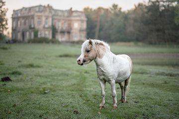 Pony auf der Burg