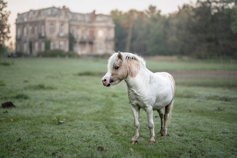 Pony at the castle by Tania Perneel