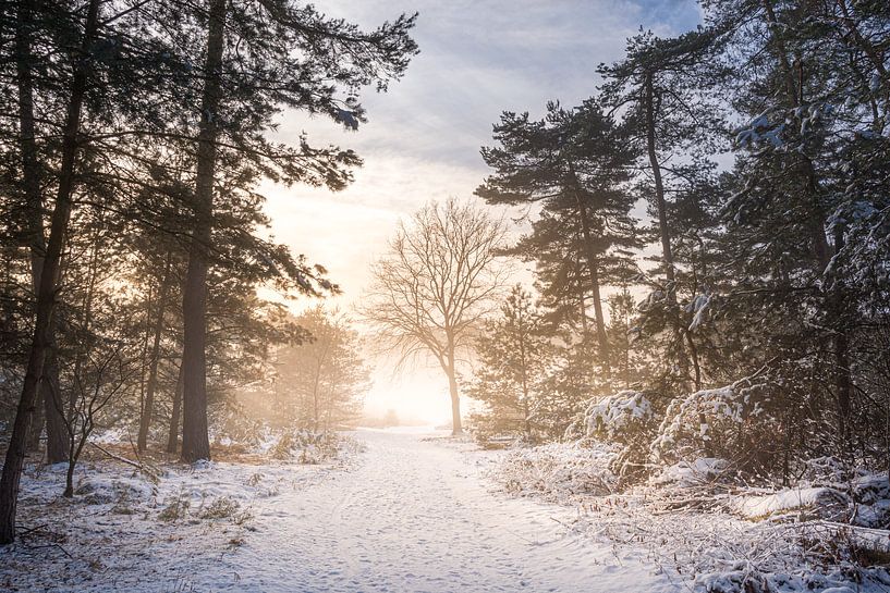 Sunrise at a forest trail in winter by John van de Gazelle fotografie