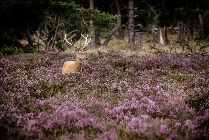 Edelhert op de hoge veluwe par Henrico Scheffel