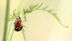Les coccinelles qui s'accouplent