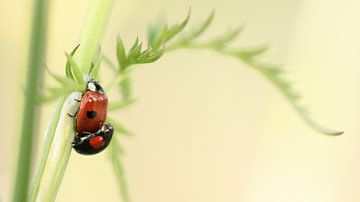 Mating ladybirds by Jacqueline Gerhardt