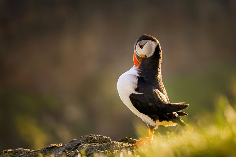 Thoughtful puffin by Wojciech Kruczynski