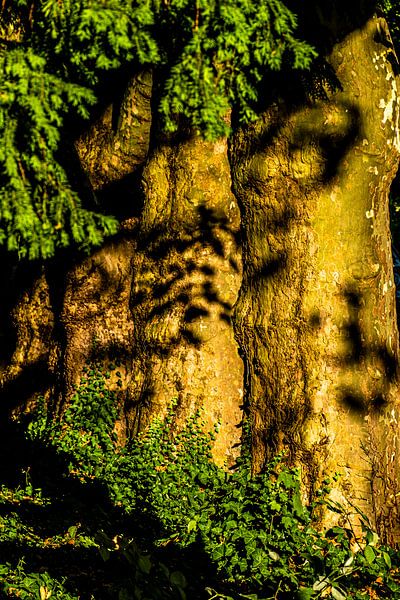 Tree trunks of the maple in a row by Dieter Walther